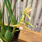Maxillaria tenuifolia ‘Yamada’ AM/AOS, yellow flower and coconut fragrance!