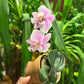 Super round mottled leaves! Phalaenopsis schilleriana x sib ‘極圓西’