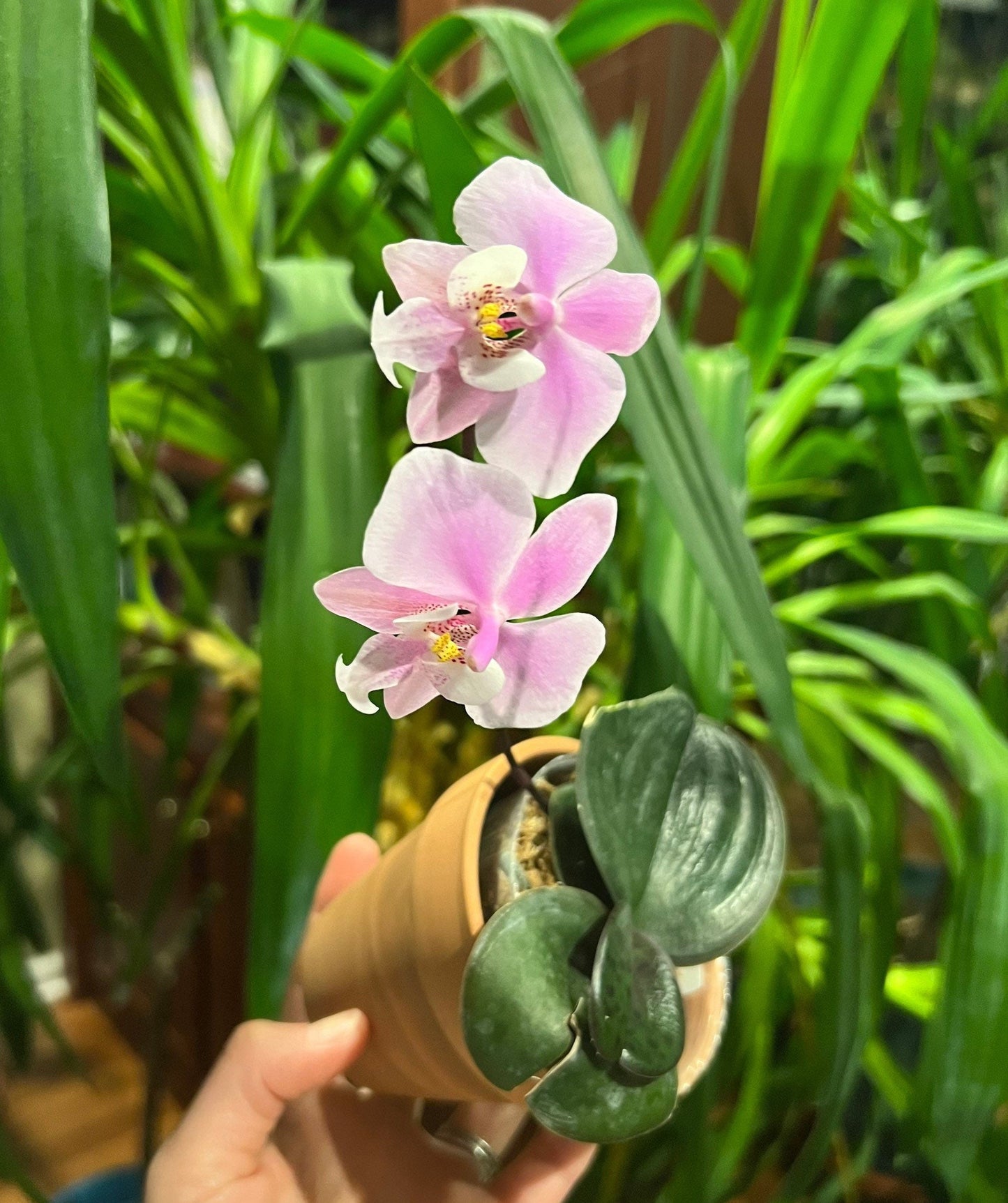 Super round mottled leaves! Phalaenopsis schilleriana x sib ‘極圓西’