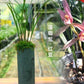 Cymbidium tortisepalumm, ‘Red Beans' 莲瓣兰铭品 ‘红豆', red flower with fragrance
