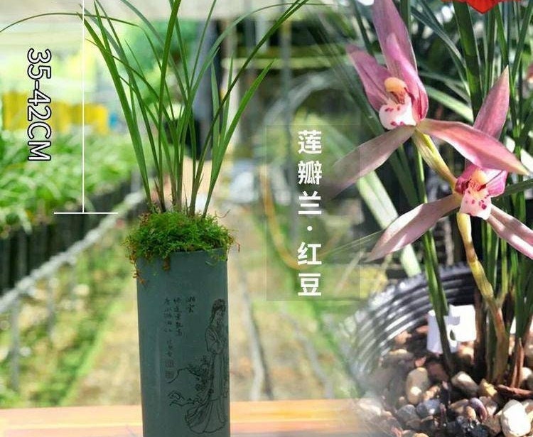 Cymbidium tortisepalumm, ‘Red Beans' 莲瓣兰铭品 ‘红豆', red flower with fragrance