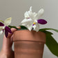Very rare! Phal. Yaphon GG — unique flower color patterns, random petal color in blue/purple or white