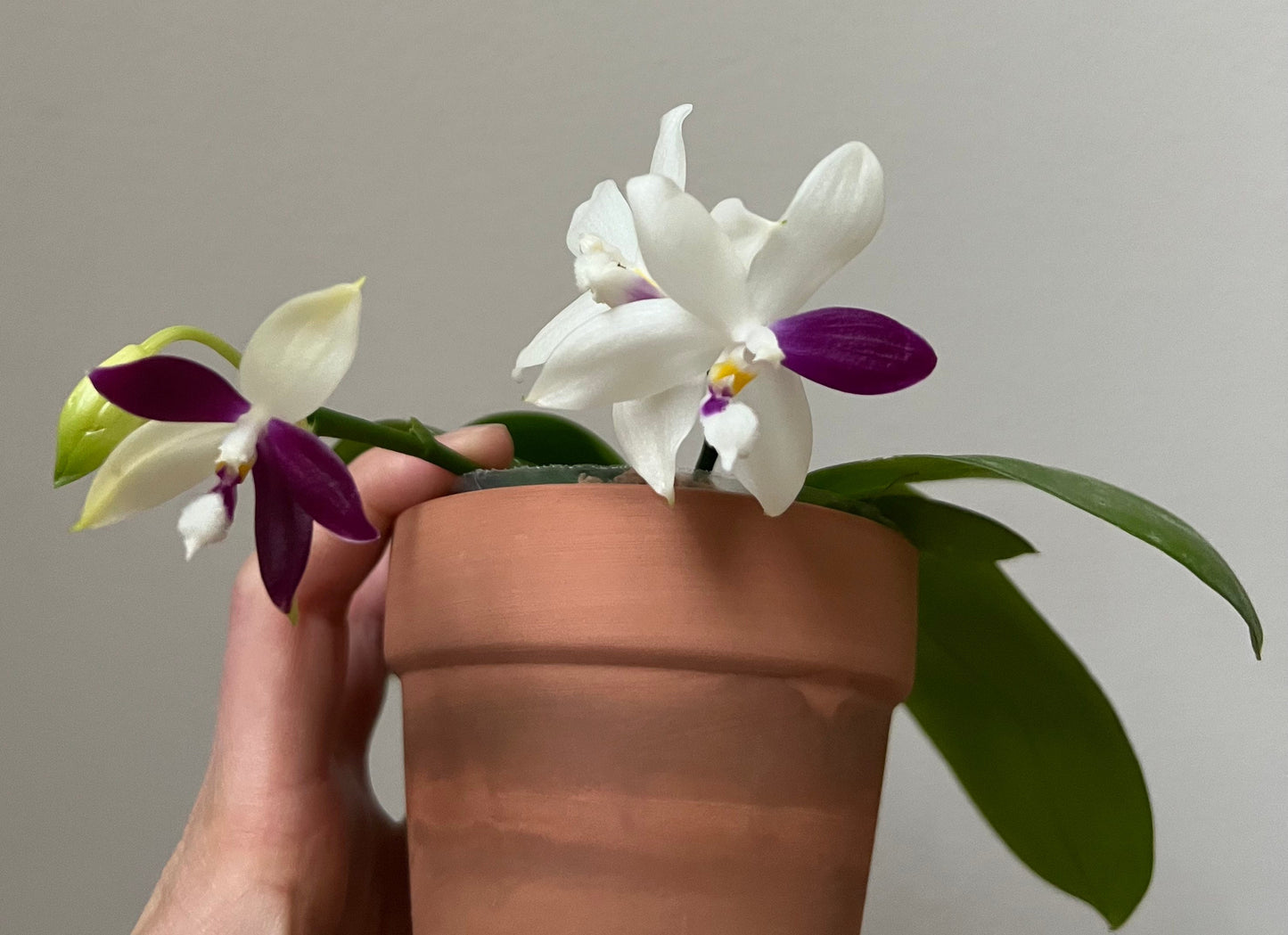 Very rare! Phal. Yaphon GG — unique flower color patterns, random petal color in blue/purple or white