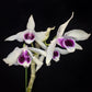 Den. Hsinying Sweetscent (semi-album) , cascade type, sweet fruit scent!
