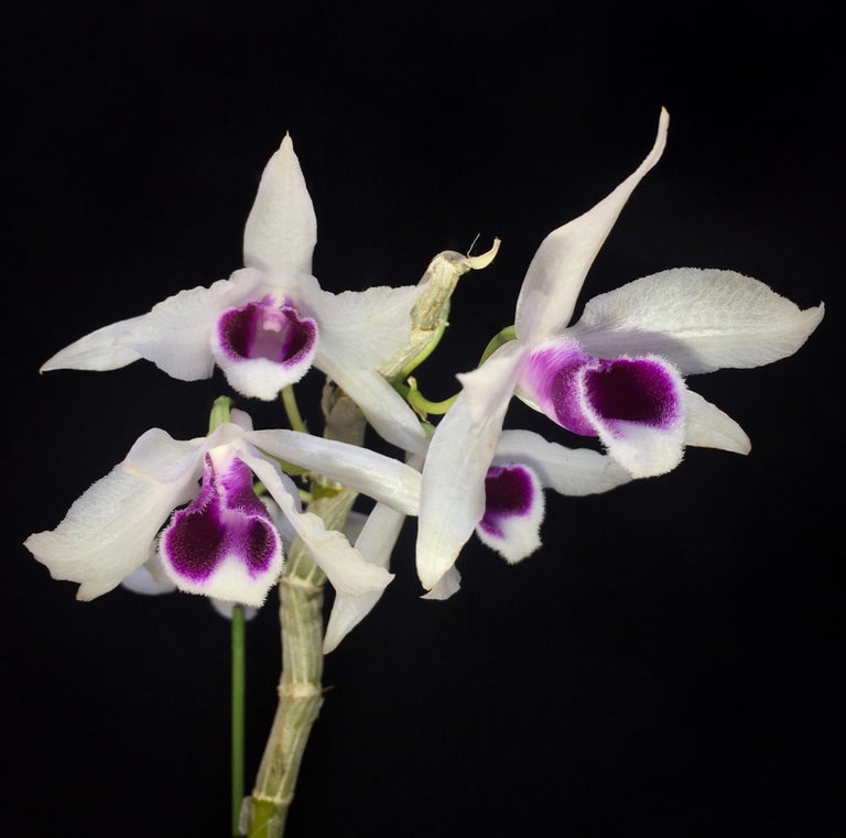 Den. Hsinying Sweetscent (semi-album) , cascade type, sweet fruit scent!