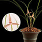 Cymbidium tortisepalumm, ‘Red Beans' 莲瓣兰铭品 ‘红豆', red flower with fragrance