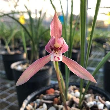 Cymbidium tortisepalumm, ‘Red Beans' 莲瓣兰铭品 ‘红豆', red flower with fragrance