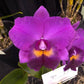 Rlc. Hsinying Aloha  'C.H. Super'