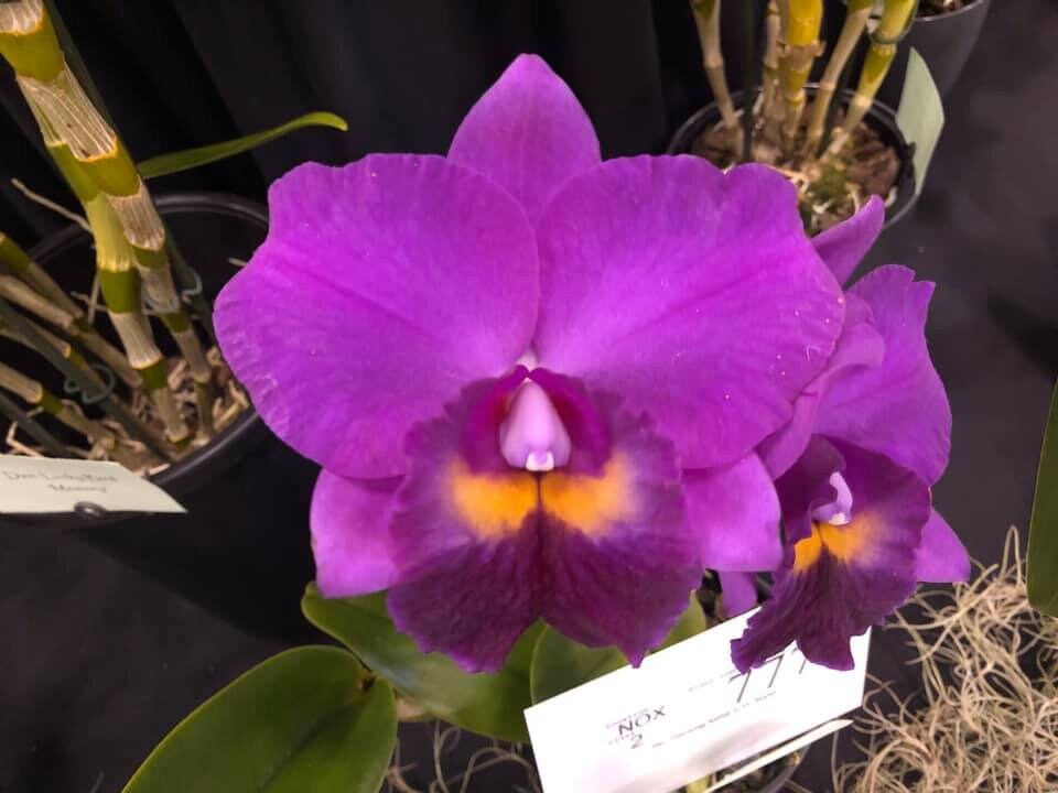 Rlc. Hsinying Aloha  'C.H. Super'