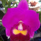 Rlc. Hsinying Aloha  'C.H. Super'
