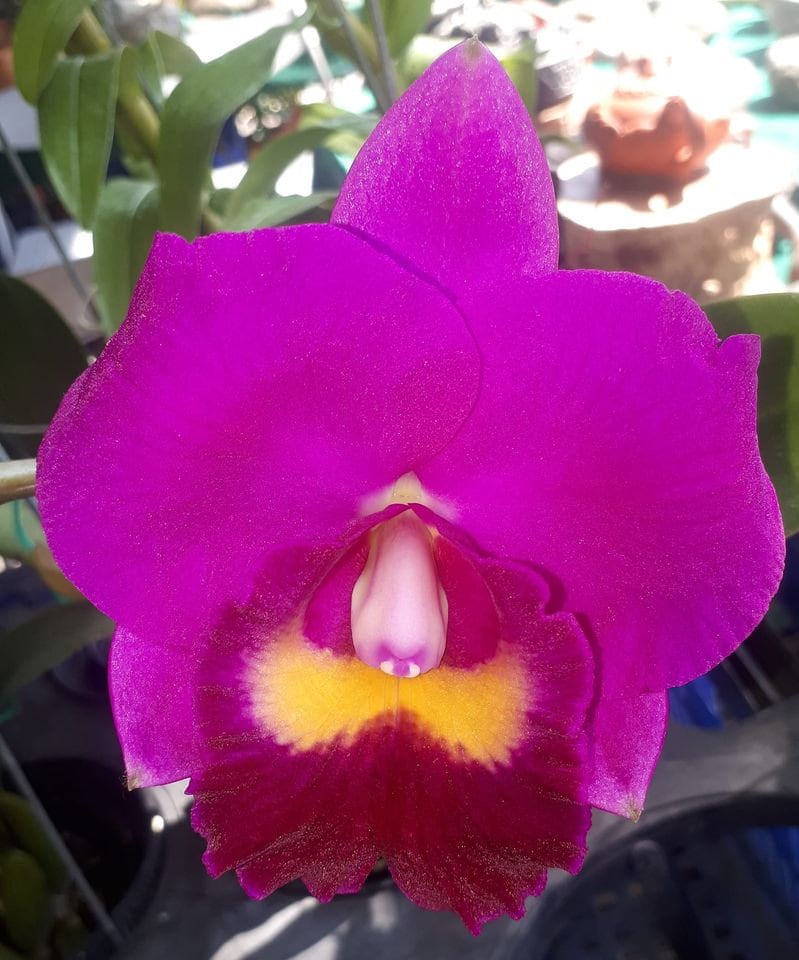 Rlc. Hsinying Aloha  'C.H. Super'