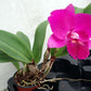 Rlc. Hsinying Aloha  'C.H. Super'