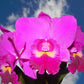 Rlc. Hsinying Aloha  'C.H. Super'
