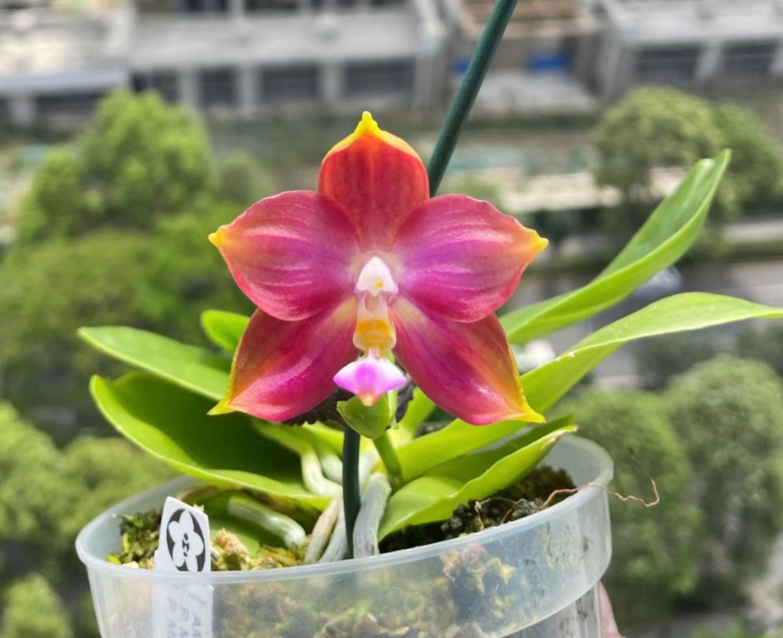 Phal. Mituo Reflex Dragon ' Blue -2 ' X Phal. Mituo Love ‘ Rainbow-520 ’ (AMM47) - fragrant, free shipping