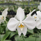 Phal. amabilis 'Irian Jaya', orchid species and very fragrant