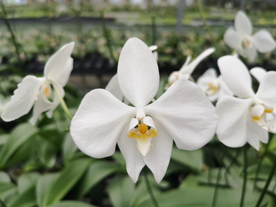 Phal. amabilis 'Irian Jaya', orchid species and very fragrant