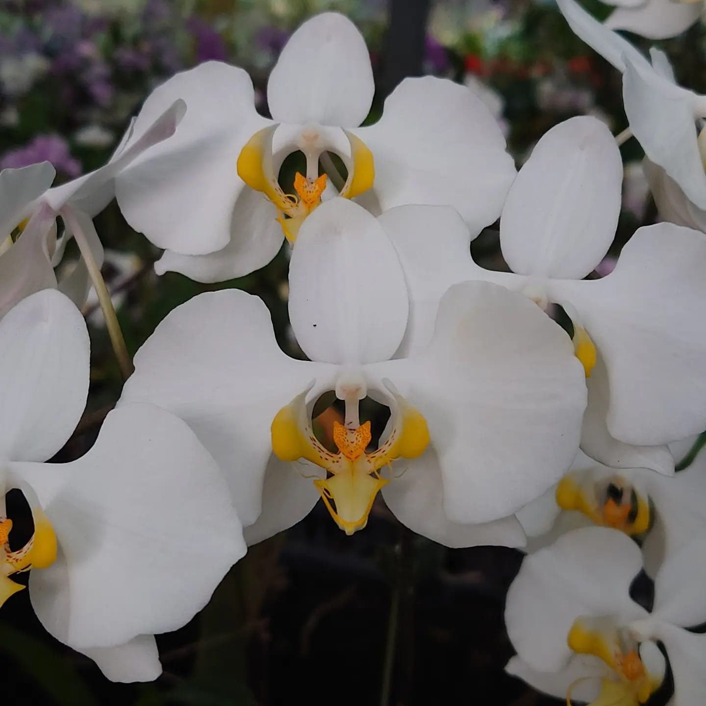 Phal. amabilis 'Irian Jaya', orchid species and very fragrant