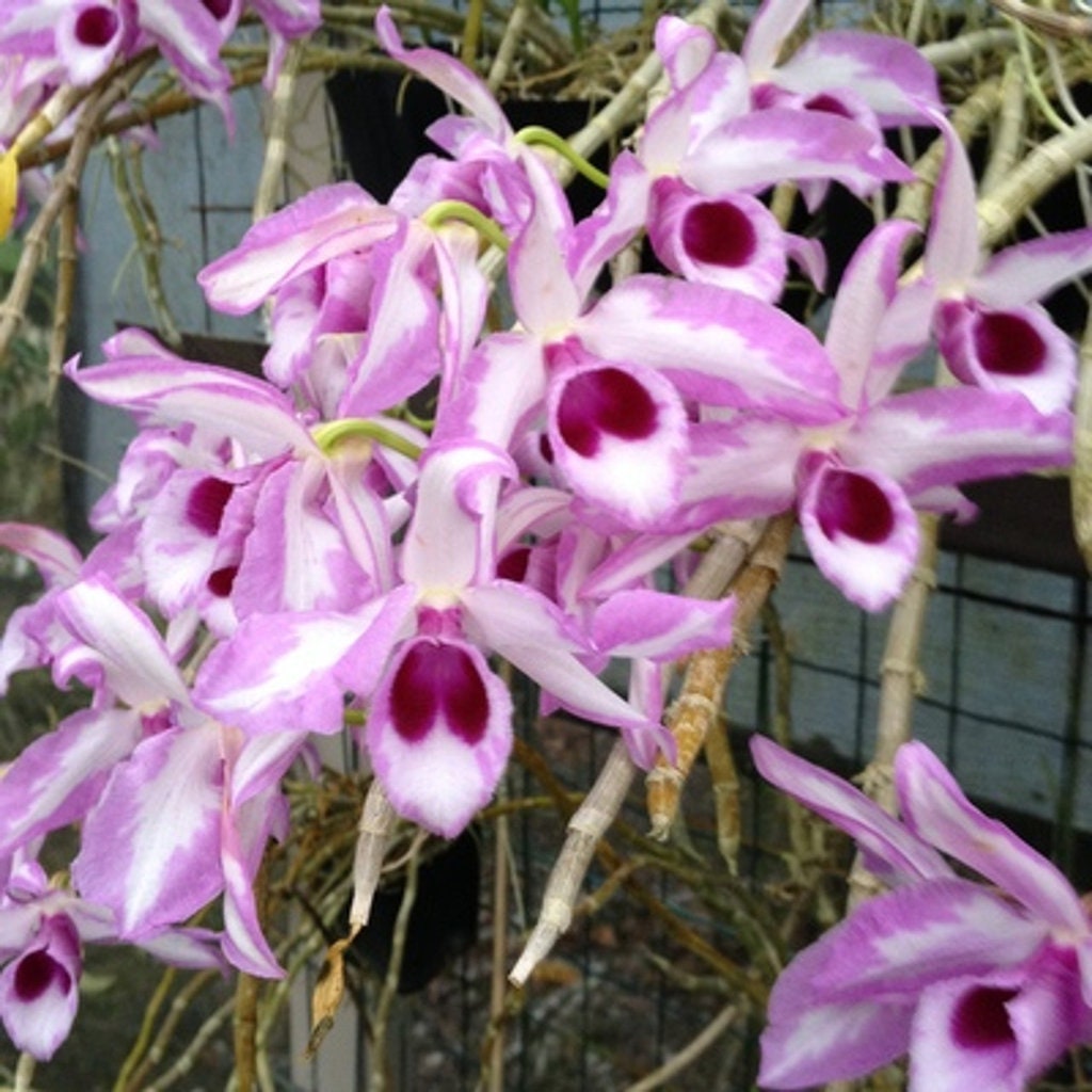 Rare! Den. anosmum (superbum) 'A Touch of Class', very fragrant, cascade type