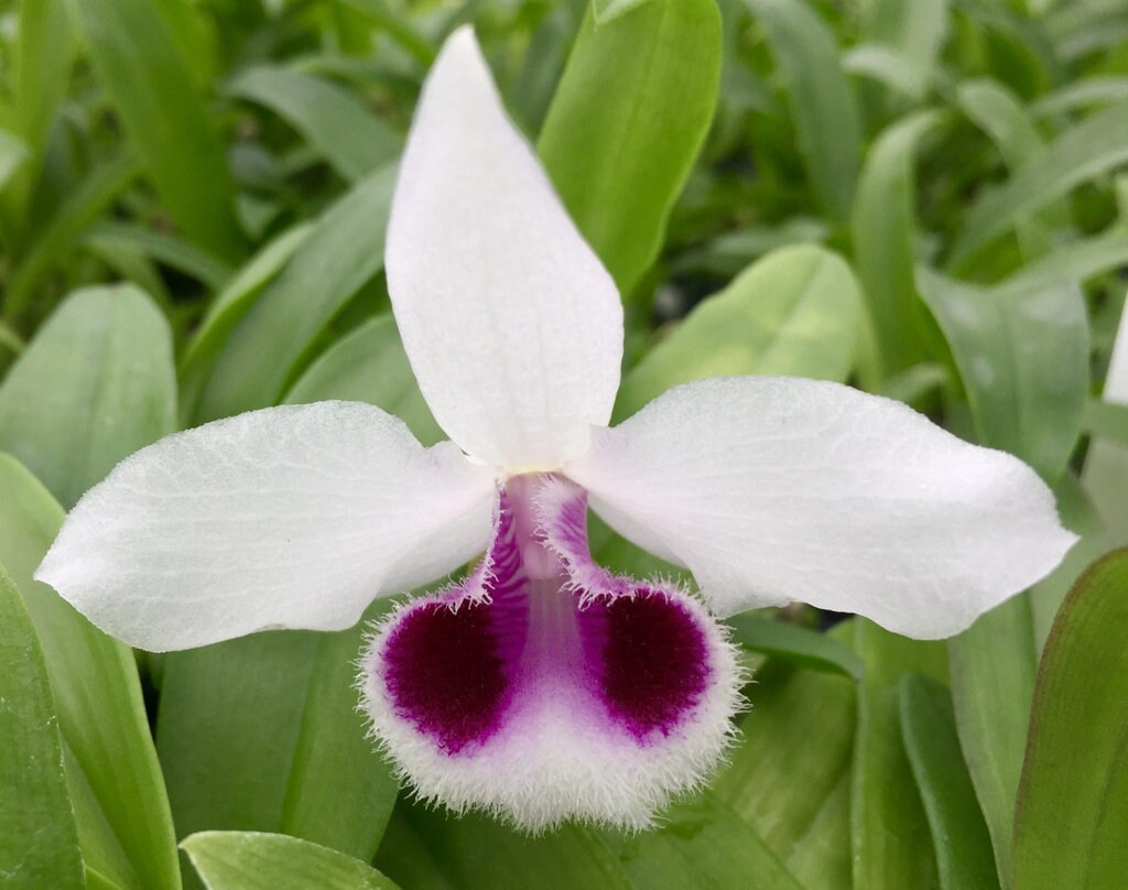 Den. Hsinying Sweetscent (semi-album) , cascade type, sweet fruit scent!