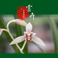 Cymbidium ensifolium ‘Clouds’, 建兰 ‘’云卉’, easy to bloom and very fragrant