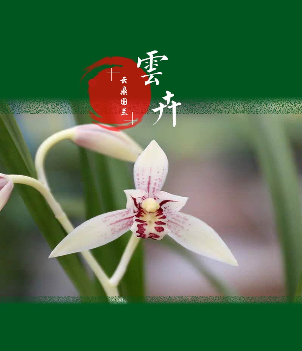 Cymbidium ensifolium ‘Clouds’, 建兰 ‘’云卉’, easy to bloom and very fragrant