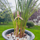 Cymbidium tortisepalumm, ‘Red Beans' 莲瓣兰铭品 ‘红豆', red flower with fragrance