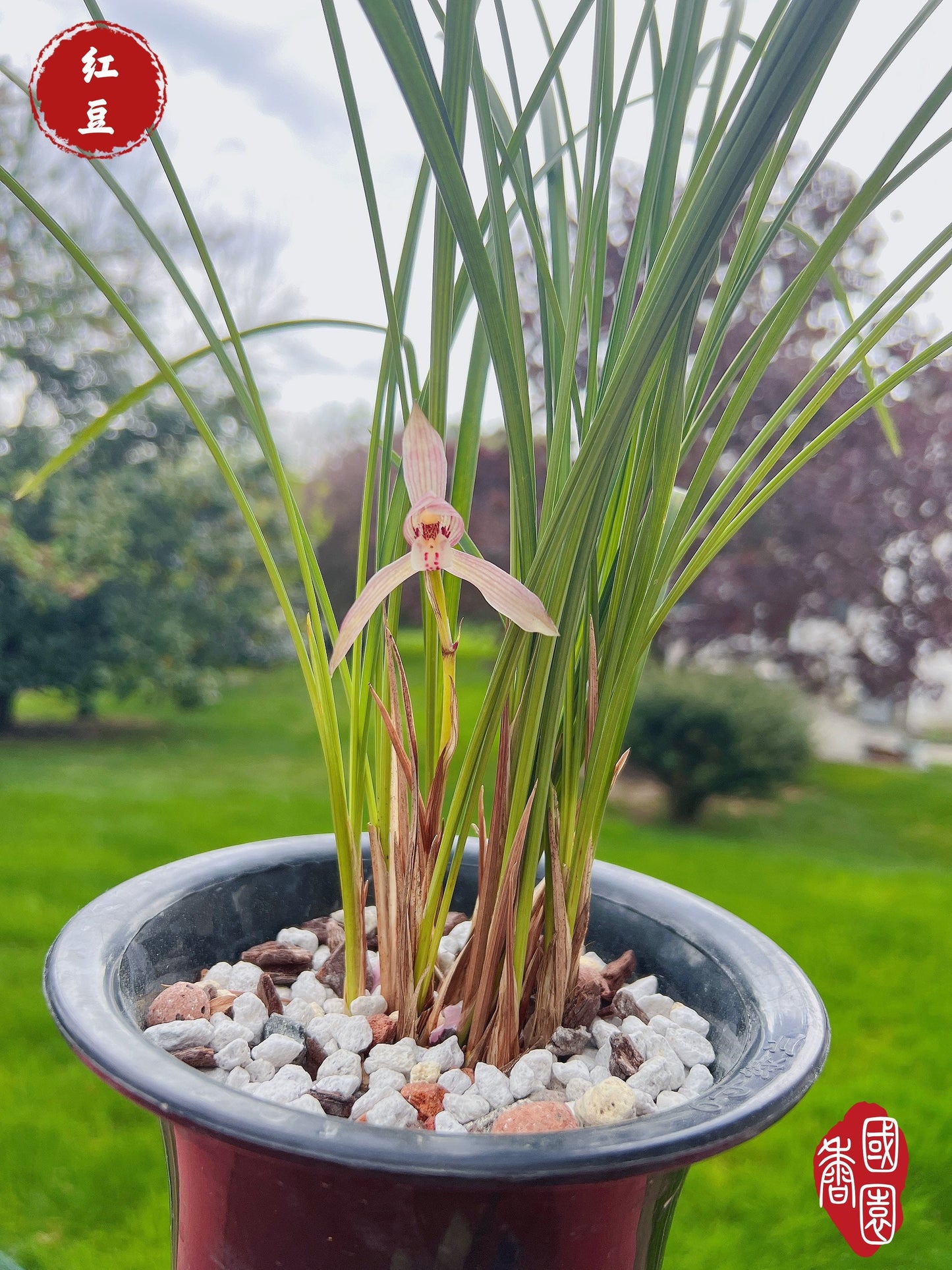 Cymbidium tortisepalumm, ‘Red Beans' 莲瓣兰铭品 ‘红豆', red flower with fragrance