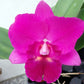 Rlc. Hsinying Aloha  'C.H. Super'