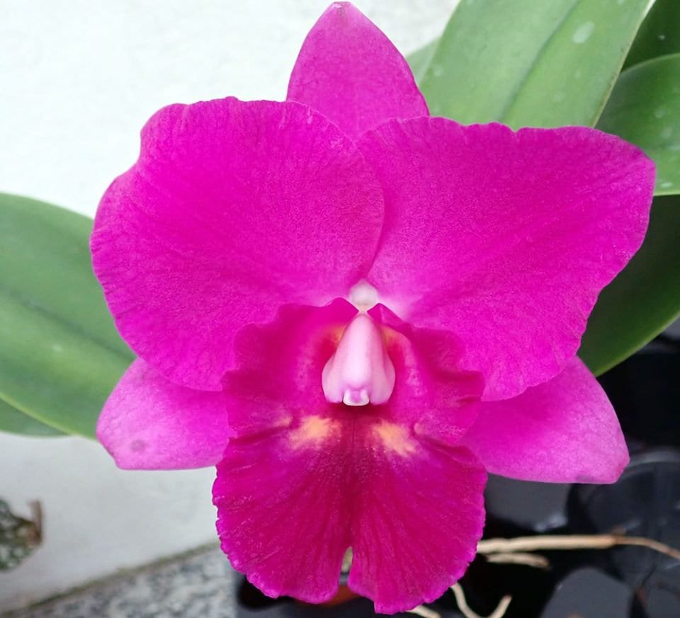 Rlc. Hsinying Aloha  'C.H. Super'