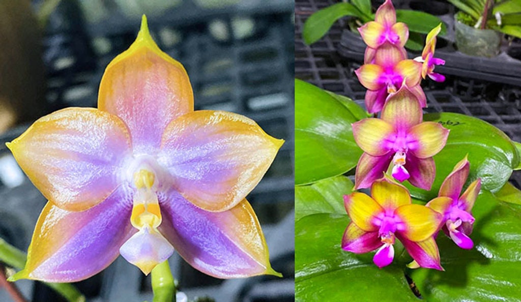 Phal. Mituo Reflex Dragon ' Blue -2 ' X Phal. Mituo Love ‘ Rainbow-520 ’ (AMM47) - fragrant, free shipping