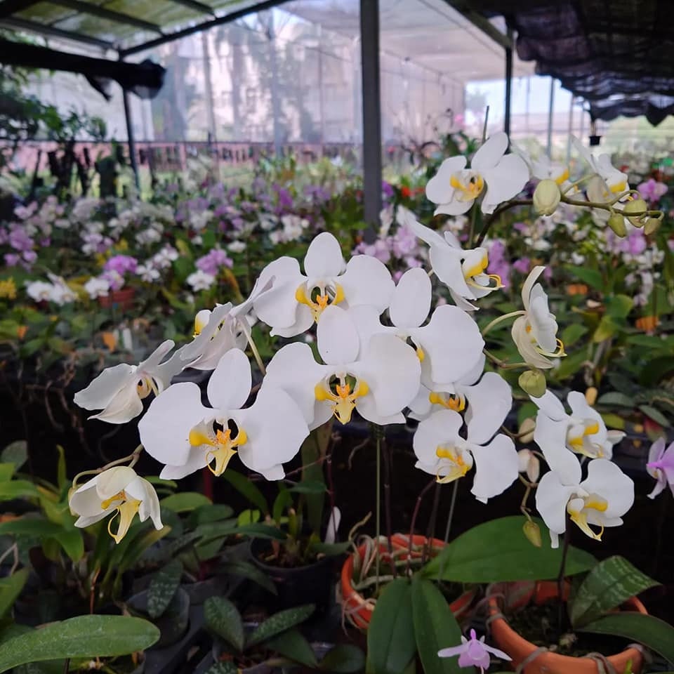 Phal. amabilis 'Irian Jaya', orchid species and very fragrant