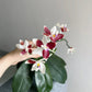 In spike! Phal. tetraspis 'C2'-species, unique flower color patterns, random petal color in red or white