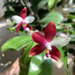 In spike! Phal. tetraspis 'C2'-species, unique flower color patterns, random petal color in red or white