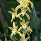 On Sale! Cymbidium ensifolium Hybrid ‘Golden Elf’ ‘黄金小神童爪’, golden tip on leaves (爪艺), very fragrant