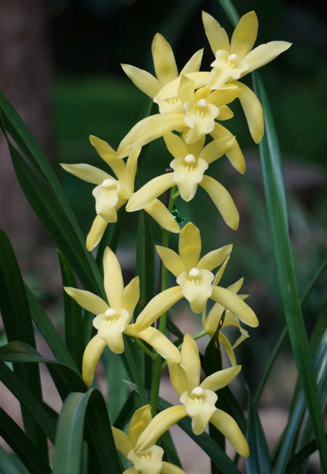 On Sale! Cymbidium ensifolium Hybrid ‘Golden Elf’ ‘黄金小神童爪’, golden tip on leaves (爪艺), very fragrant