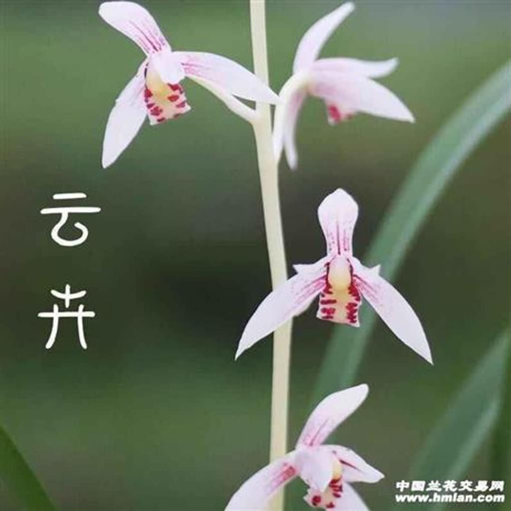 Cymbidium ensifolium ‘Clouds’, 建兰 ‘’云卉’, easy to bloom and very fragrant