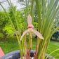 Cymbidium tortisepalumm, ‘Red Beans' 莲瓣兰铭品 ‘红豆', red flower with fragrance