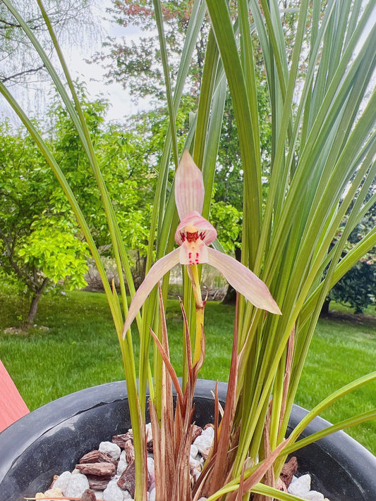 Cymbidium tortisepalumm, ‘Red Beans' 莲瓣兰铭品 ‘红豆', red flower with fragrance