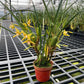 Maxillaria tenuifolia ‘Yamada’ AM/AOS, yellow flower and coconut fragrance!