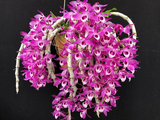 Den. parishii, orchid species