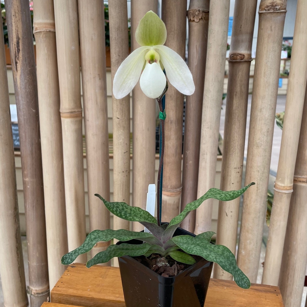 In spike/bud! Paph. Lily Pond, sequential blooming