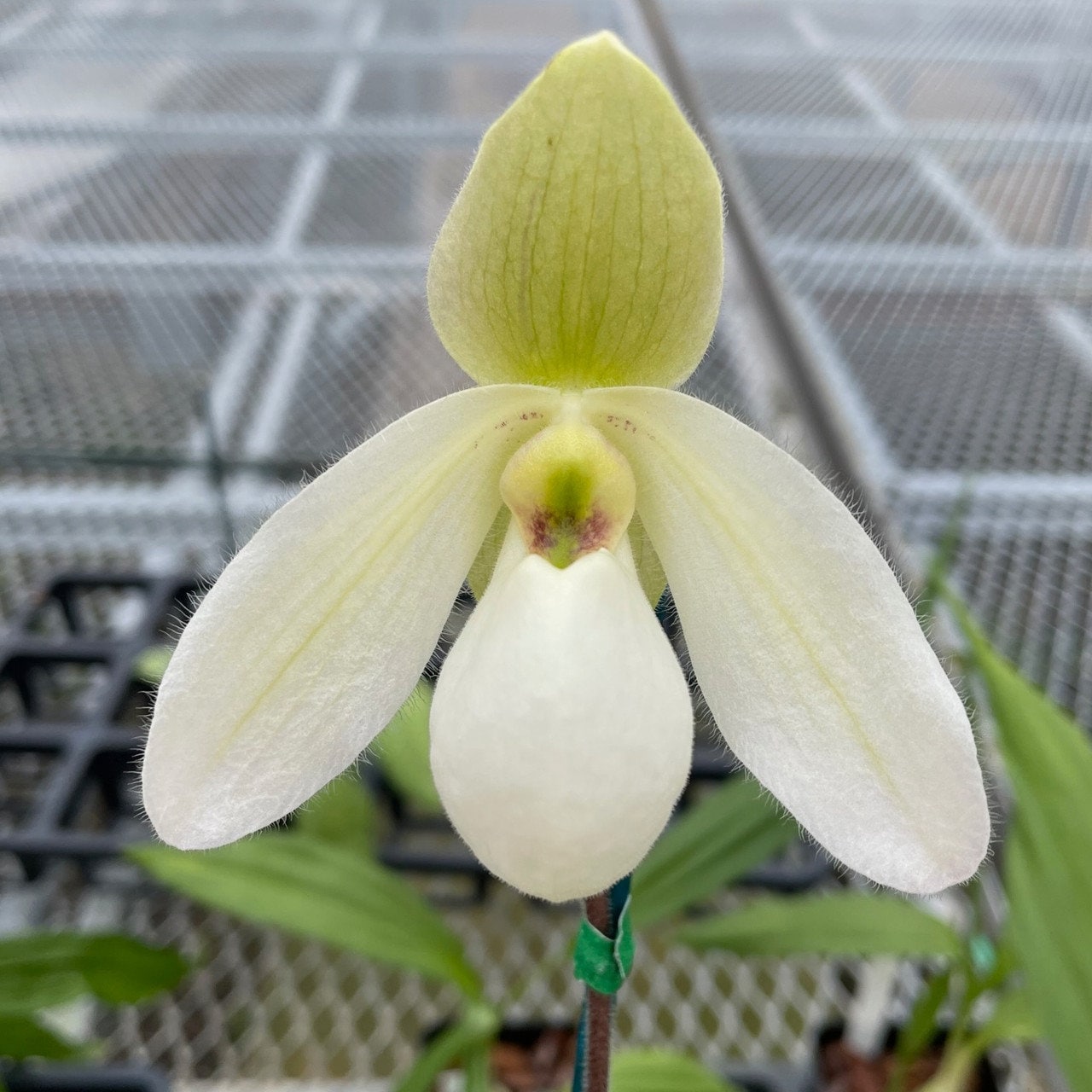 In spike/bud! Paph. Lily Pond, sequential blooming