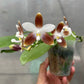 P. speciosa ‘Su’s Coffee Candy’ (M711), random petal color in white or coffee/brown, sequential bloomer