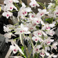 Den. parishii semi-alba, rare orchid species, very pleasant fragrance