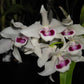 Den. parishii semi-alba, rare orchid species, very pleasant fragrance