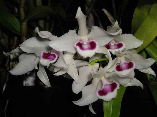 Den. parishii semi-alba, rare orchid species, very pleasant fragrance