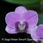 Phal. Sogo Vivian 'Smurf' (Special Indigo), multifloral