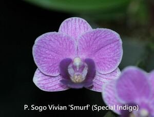 Phal. Sogo Vivian 'Smurf' (Special Indigo), multifloral