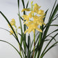 On Sale! Cymbidium ensifolium Hybrid ‘Golden Elf’ ‘黄金小神童爪’, golden tip on leaves (爪艺), very fragrant