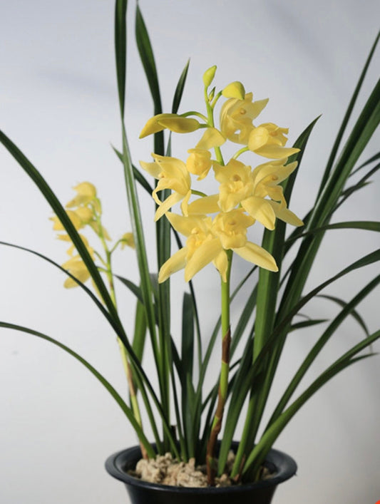 On Sale! Cymbidium ensifolium Hybrid ‘Golden Elf’ ‘黄金小神童爪’, golden tip on leaves (爪艺), very fragrant